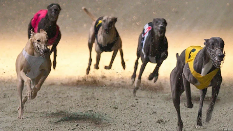 Tổng quan về cá cược đua chó 