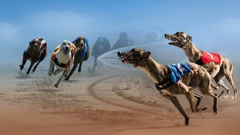 Quy tắc cơ bản khi tham gia cá cược đua chó 